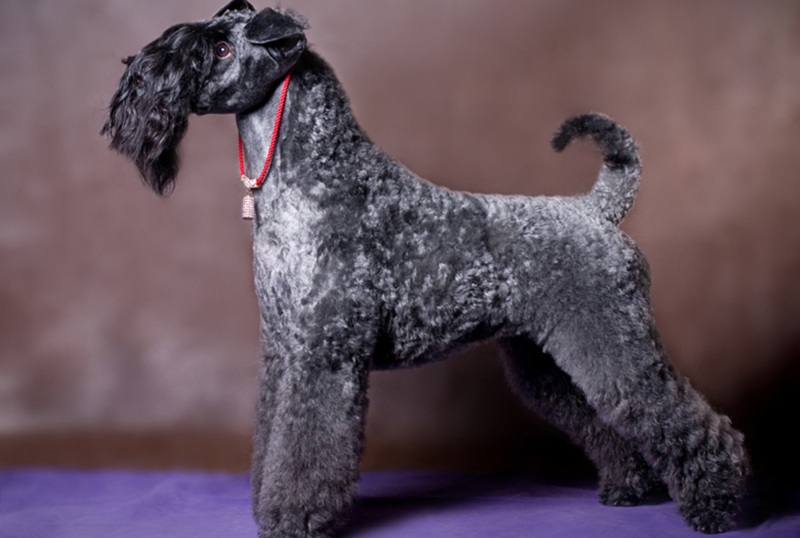 Kerry Blue Terrier