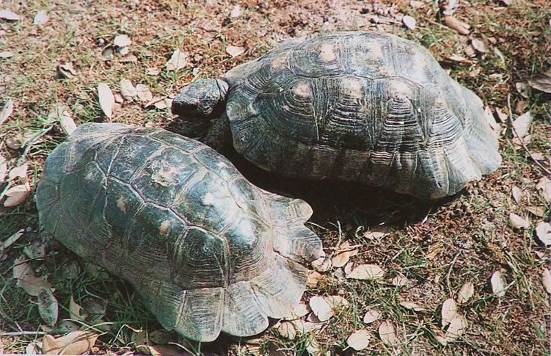 Marginata