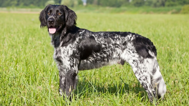 Münsterländer