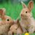 Pourquoi la stérilisation des lapins est essentielle pour leur santé et leur bien-être