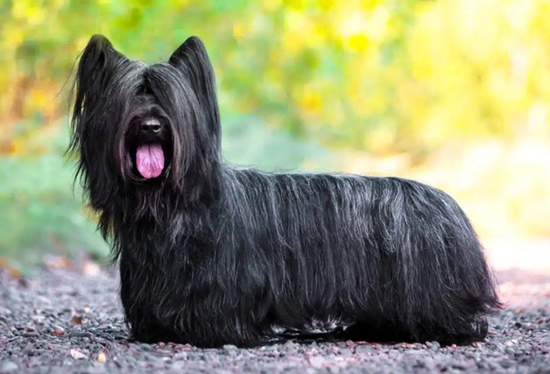 Skye Terrier