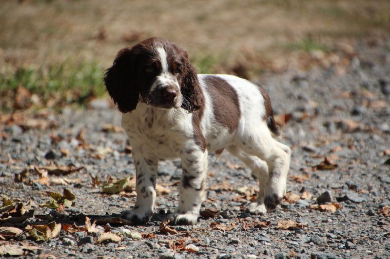 Springer Spaniel