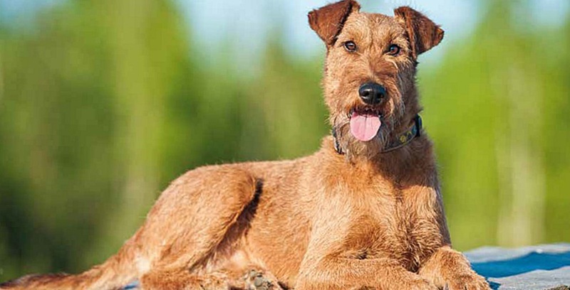 Terrier Irlandais