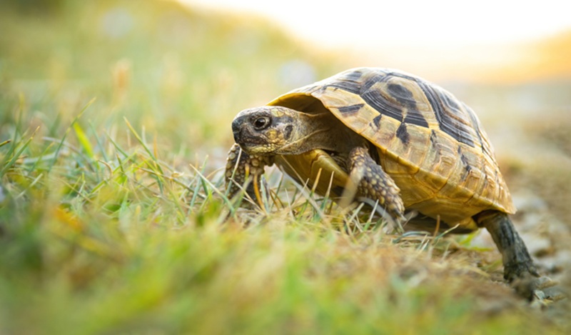 Tortue de Terre