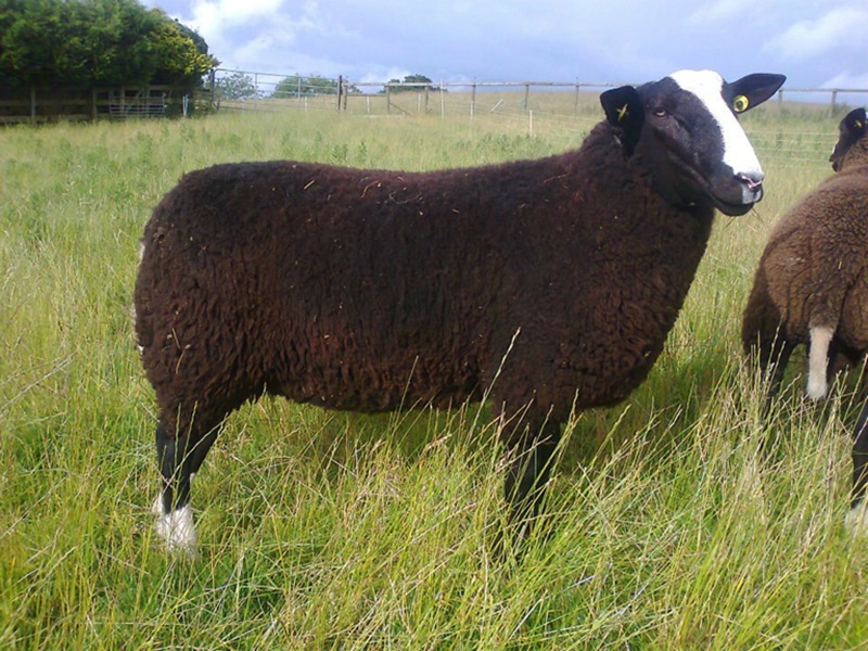 Zwartbles