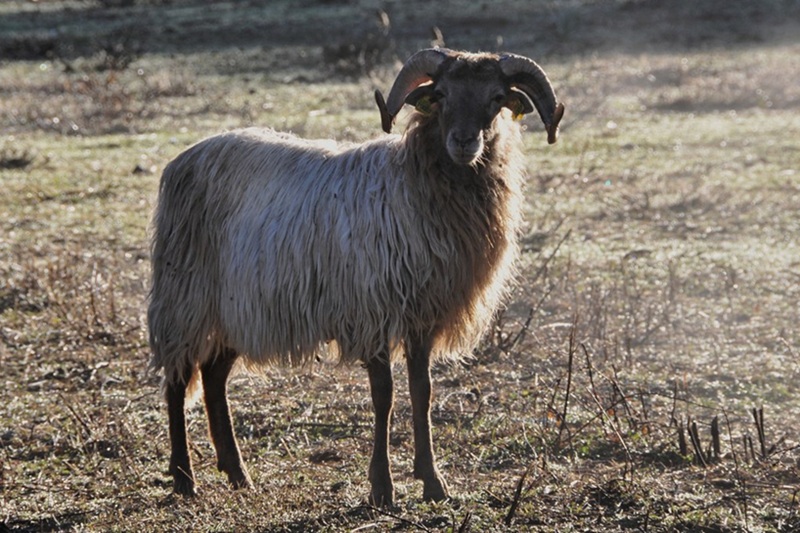 mouton Corse