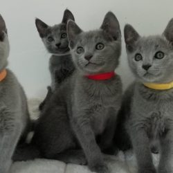 Portée Bleus Russe