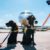 Italie les chiens ne sont plus obligés de voyager en soute