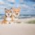 Les Plus Belles Plages Autorisées aux Chiens en France