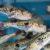 Pêche au vif e Decathlon d’Échirolles cesse la vente de poissons vivants, une victoire pour la cause animale