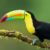 Trafic d'espèces protégées dix toucans retrouvés morts dans un camion en route vers les Pays-Bas