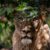 Un lion abat son propriétaire en Irak une tragédie aux racines bien plus profondes
