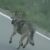Un loup filmé aux portes de Besançon