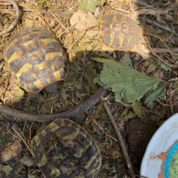 tortue