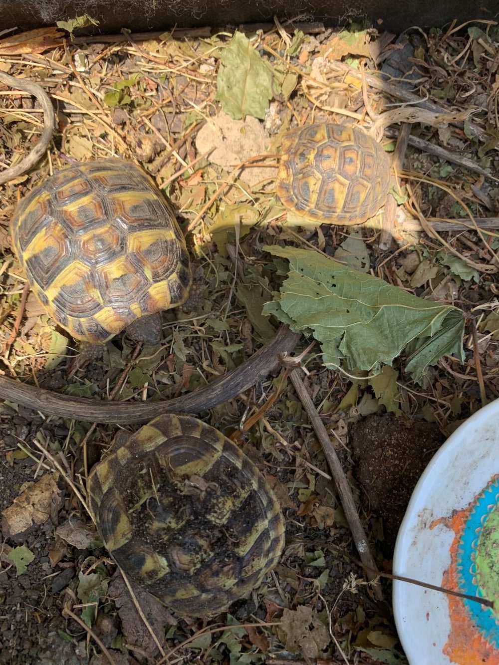 tortue