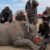 Afrique du Sud couper les cornes des rhinocéros, une stratégie radicale contre le braconnage