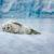 Antarctique les phoques et otaries en péril face à la fonte des glaces