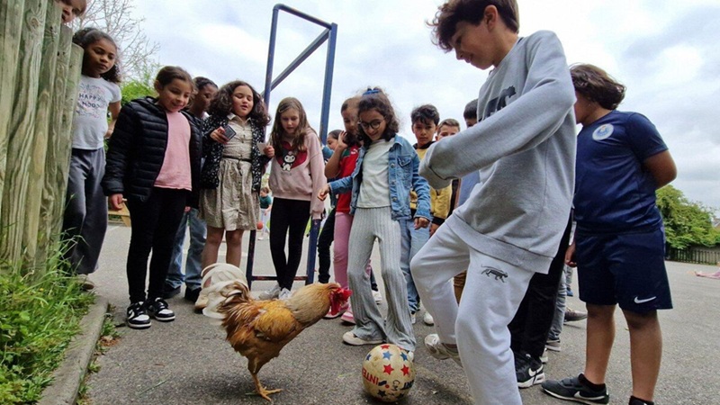 Cacahouète, le coq star d’Amiens qui joue au foot avec les élèves !