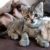 Campagnes de Stérilisation et d’Adoption Un Combat Essentiel pour le Bien-être Animal