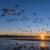 La migration des oiseaux un voyage extraordinaire