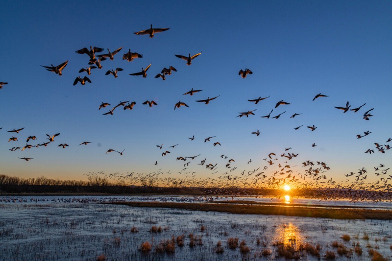 La migration des oiseaux un voyage extraordinaire