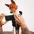 Le Petfluencing Quand les Animaux Deviennent des Stars sur les Réseaux Sociaux