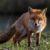Le Renard roux