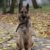 Mulhouse 18 mois de prison pour avoir traîné son chien derrière une voiture