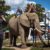 Tourisme animalier entre attraction et exploitation