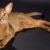 Tout ce qu’il faut savoir sur le chat Abyssin un félin élégant et plein de vie