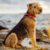 Tout ce qu’il faut savoir sur le chien Airedale Terrier un roi au cœur fidèle