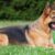 Tout savoir sur le Berger Allemand un chien loyal, intelligent et polyvalent