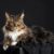 Tout savoir sur le Maine Coon le géant doux des félins