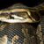 Un serpent surprise devant la porte une habitante de Saumur alerte la police