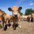 Végétarisme, véganisme et éthique animale