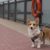 Vers une Europe plus éthique pour nos compagnons l’UE s’attaque aux abus dans l’élevage de chiens et de chats