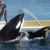Wikie et Keijo toujours prisonniers à Marineland