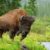 Yellowstone Un touriste américain encorné par un bison après s’être approché trop près