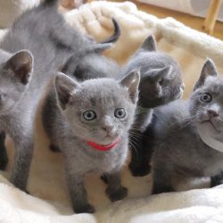Chatons Chartreux1