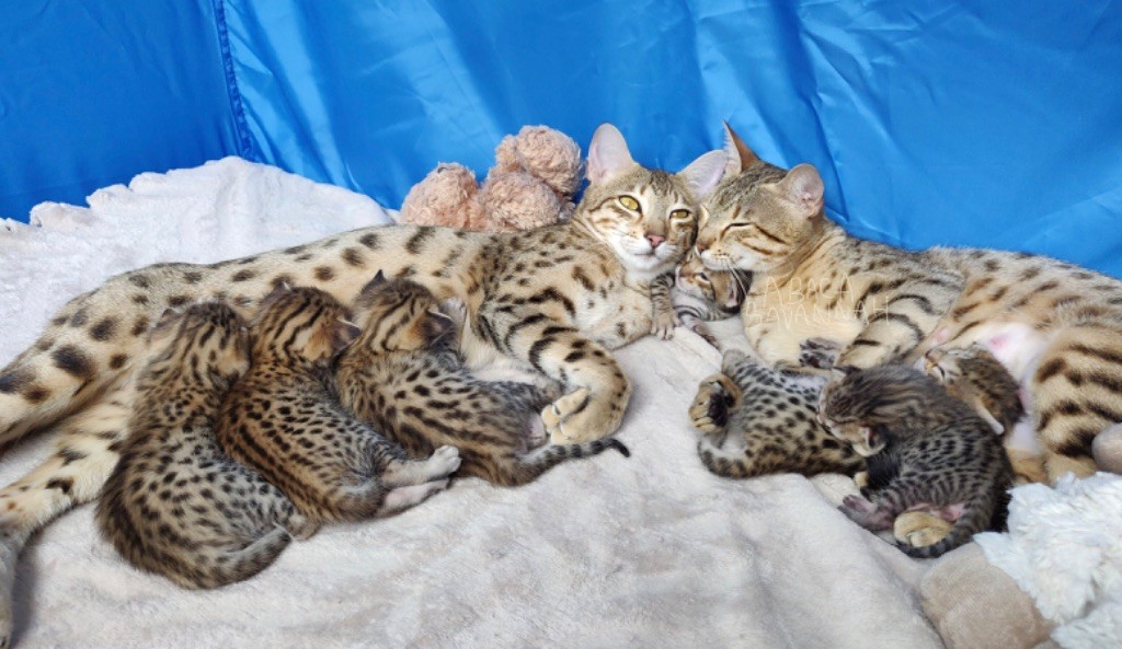 Portée Savannah