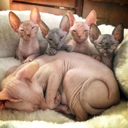 Portée Sphynx