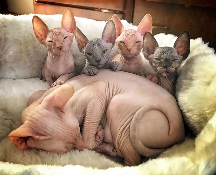 Portée Sphynx