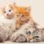 Adopter un chaton vs. un chat adulte que choisir