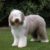 Bearded Collie Tout ce qu’il faut savoir sur ce chien au grand cœur