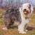 Bobtail le géant doux au cœur de peluche