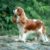Cavalier King Charles l’élégance et la tendresse à quatre pattes