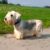 Cesky Terrier le terrier tchèque au cœur tendre