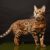 Chat Bengal Tout ce qu’il faut savoir sur ce félin au look sauvage