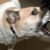 Chien agressif comprendre avant de corriger