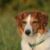 Chien croisé ou de race comment choisir le bon compagnon